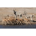 thumbnail image 2 of Kaveney, Wendy 18x12 Gold Ornate Wood Framed with Double Matting Museum Art Print Titled - Zebras and black-faced impala, Etosha NP, Namibia, 2 of 4