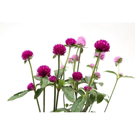Sherwood's Seeds 20 Globe Amaranth Mix Plant Seeds, Heat Tolerant, Multi-Colored Flowers