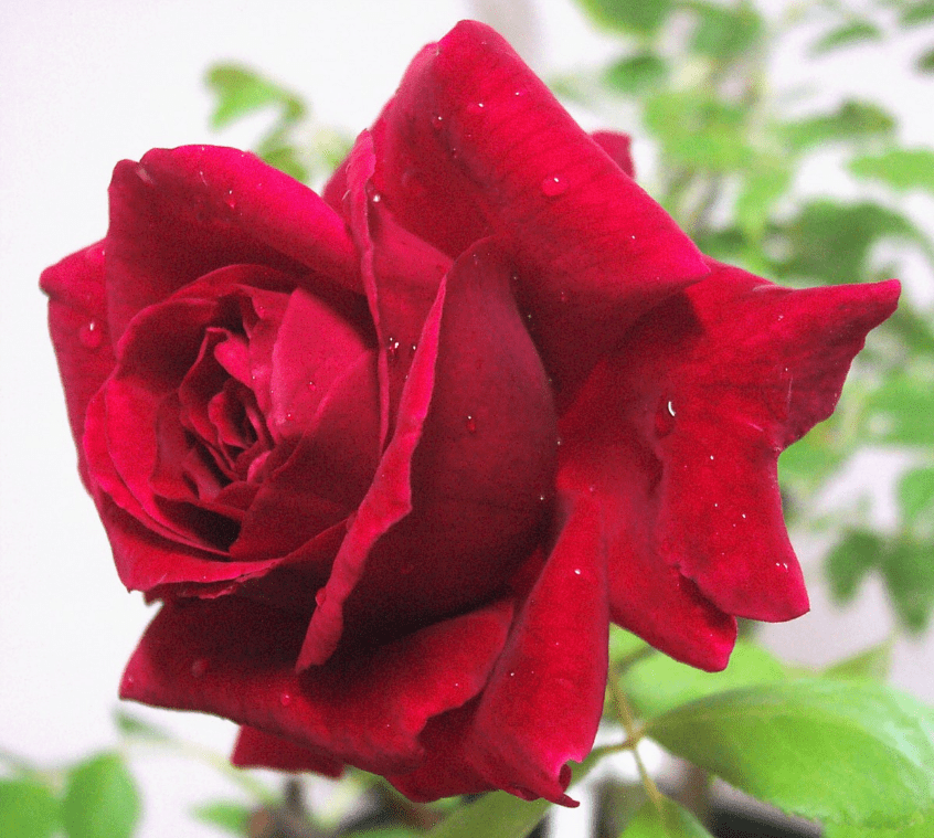 Christian Red Rose Plant Live, Fragrant Hybrid Tea Rose Flowers Well Rooted Plant for Planting Indoor Outdoor, 4 to 8 Inch Tall, Ship No Pot