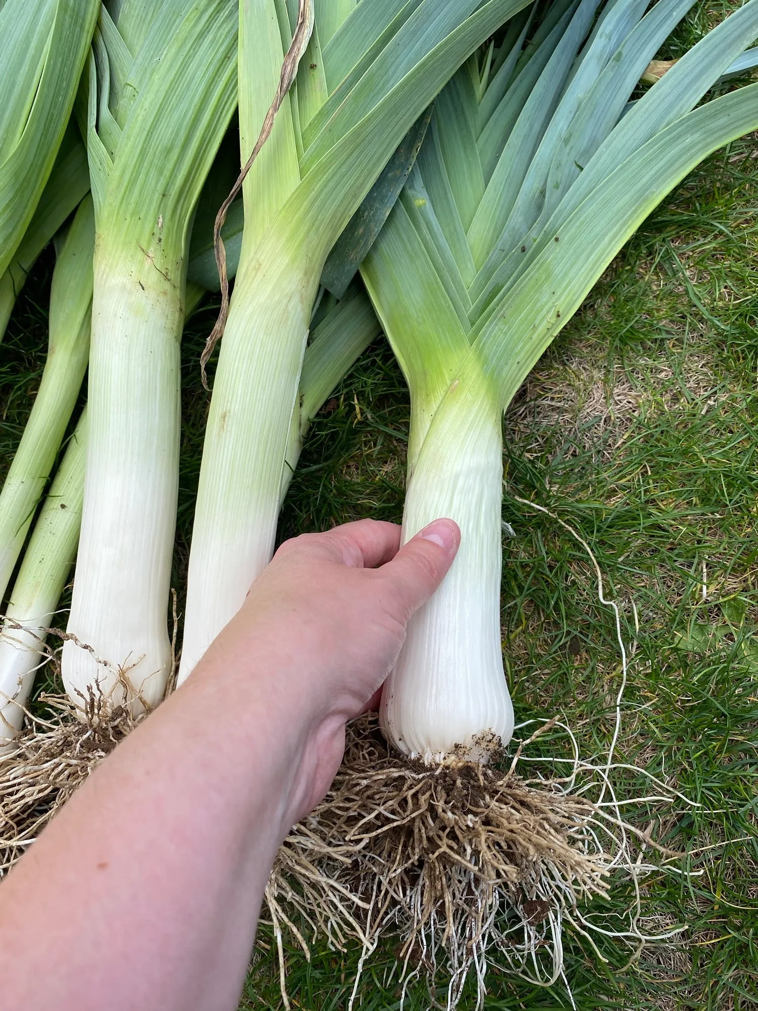 Giant Musselburgh Leek Seeds - Heirloom Scotch Giant, Non-GMO, Easy To Grow, Free Shipping!