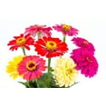 thumbnail image 5 of Earthcare Seeds - Zinnia California Giant Mixed 500 Seeds (Zinnia Elegans) Heirloom - Open Pollinated, 5 of 5