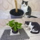 thumbnail image 2 of Leys-esterilla disuasoria para gatos, tapete para gatos con púas, repelente de gatos, muebles de interior, valla para jardín al aire libre, barrera para animales, paquete de 12, 2 of 5