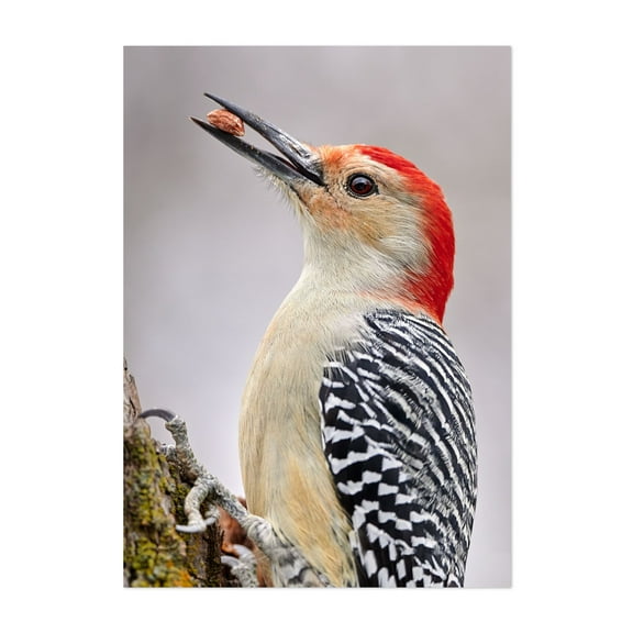 Red Bellied woodpecker - Photography Bird Wildlife Animal Nature Woodland Scenic Unframed Wall Art Print 4 x 6 inches