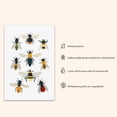 thumbnail image 2 of British Bee Species Print, Bumblebee Wall Art, Kids Room Decor, Bugs Animal Art, School, Kids Room - (Unframed, 11 x 14 inches), 2 of 4