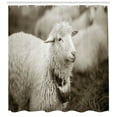 thumbnail image 3 of Ambesonne Sheep Shower Curtain, Fluffy Wooly Sheep Herd, 69"Wx70"L, Multicolor, 3 of 3