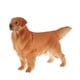 thumbnail image 3 of Figuras de Animal Golden Retriever para Recursos Educativos Sunnimix Juguetes de figuras de animales, 3 of 7