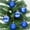 Blue, variant on Christmas Ball Ornaments Sets - 24pcs Small Shatterproof Plastic Balls for Christmas Tree Decorations Hanging Ornaments