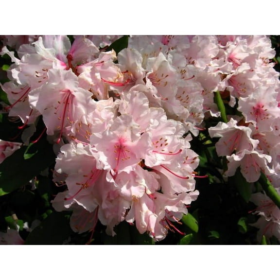 Seedville 50 Royal Azalea Flower Seeds, Korean Native Pink Blooms