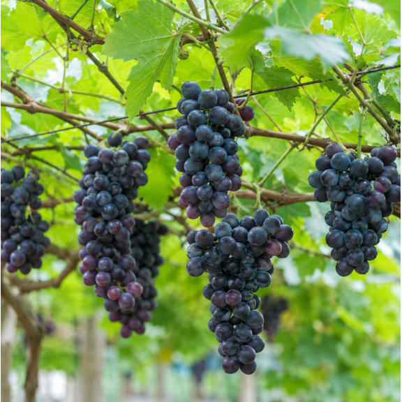 Southern Home Grape Vine Plant Live for Plantign4-6 Inches Tall, Edible Grape Plant for Trellis, Arbor, Patio and Home Garden