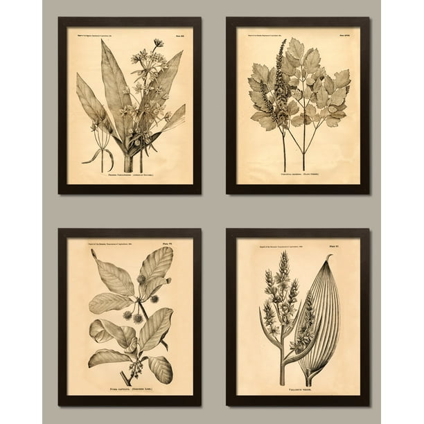 Popular Old-Fashioned Plant Botanical Prints; Four Brown 8x10-Inch ...