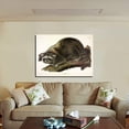 thumbnail image 2 of John James Audubon Painting Cuvier Raccoon By Audubon Canvas Art Birds Framed Wall Art, 2 of 7