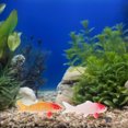 thumbnail image 4 of 2pcs Realistic Fish Prop Artificial Koi Fish Miniature Goldfish Figurines Aquarium Fish Tank Decor For Home Garden Decoration, 4 of 8