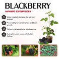 thumbnail image 2 of Set 2 Navaho Crown Thornless BlackBerry Plant Live, 2 of 6