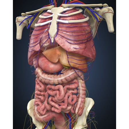 Midsection view showing internal organs of human body ...