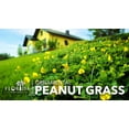 thumbnail image 3 of Ornamental Peanut Grass 'Golden Glory'  60 Live Fully Rooted Plants  Arachis Glabrata  Low Maintenance Drought Tolerant Groundcover, 3 of 9