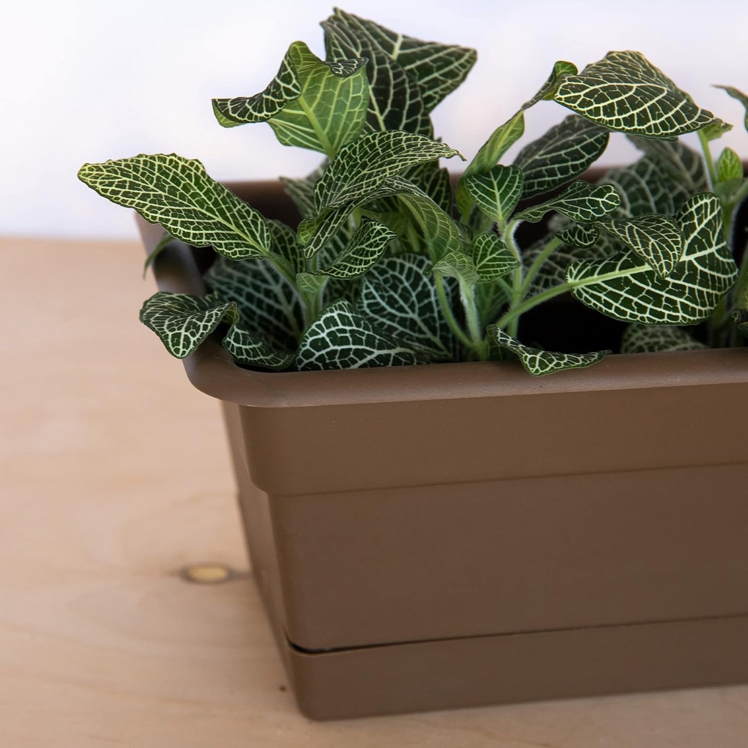 Bloem Dura Cotta Window Box Planter: 30" - Chocolate - Large Box with Tray, Weatherproof Resin Box, Removable Tray for Indoor & Outdoor Use, Gardening, 4 Gallon Capacity