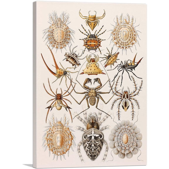 ARTCANVAS Illustration Of Arachnida Invertebrate Animals Canvas Art Print by Ernst Haeckel - Size: 12" x 8" (0.75" Deep)