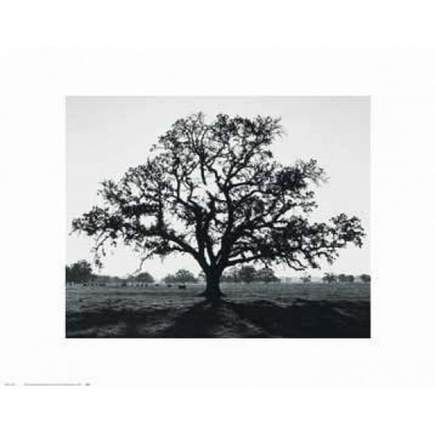 Oak Tree Sunrise Poster Print by Ansel Adams (14 x 11) - Walmart.com