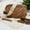 Brown, variant on Small Crossbody Bags for Women PU Leather Travel Daily Bags With 2 Shoulder Strap Purse Zipper bag