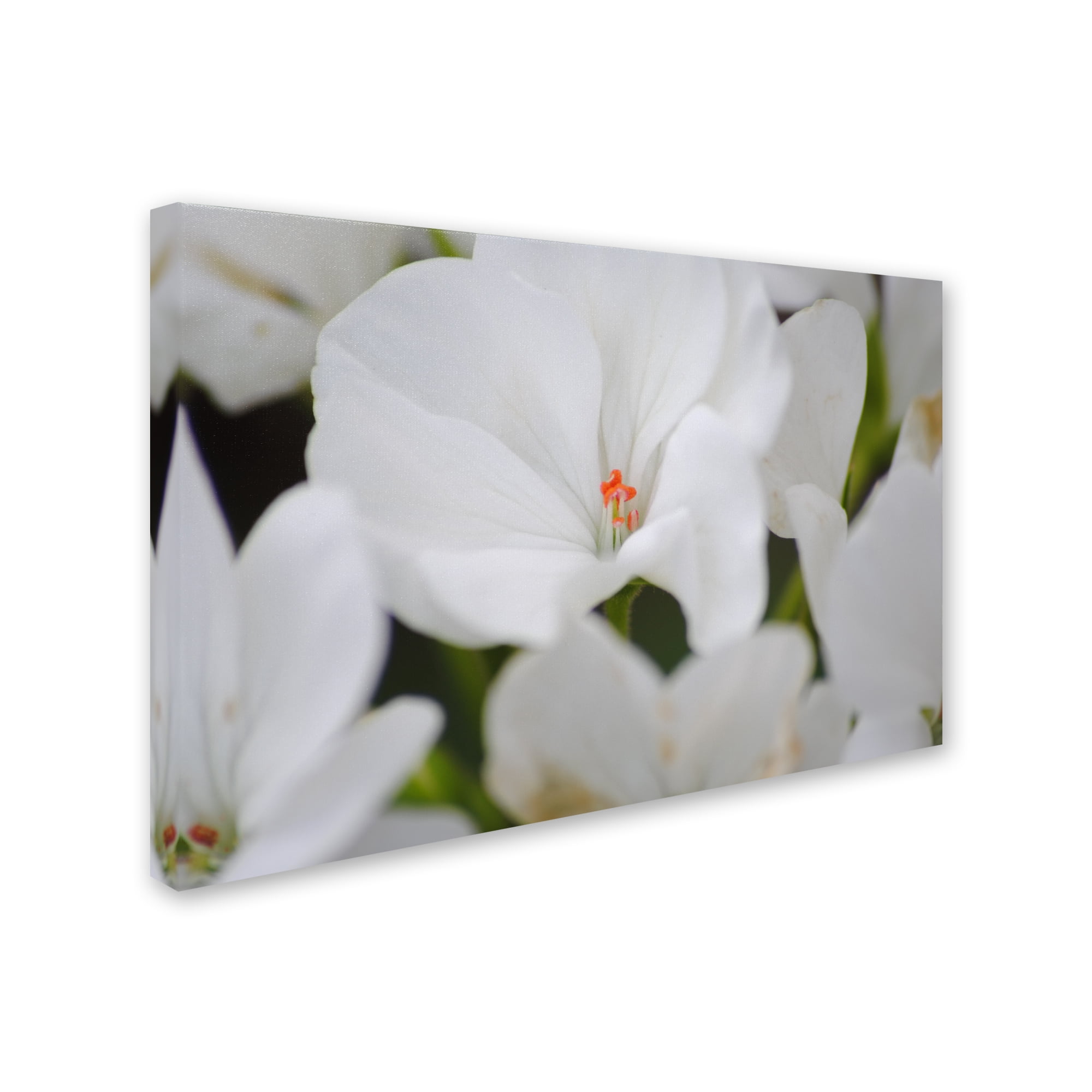Trademark Fine Art "Clustered Jewel" Canvas Art by Monica Mize
