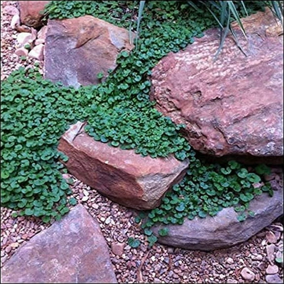 Carpet Vine Seeds - 200  Dichondra Seeds to Grow - Ground Cover Plant