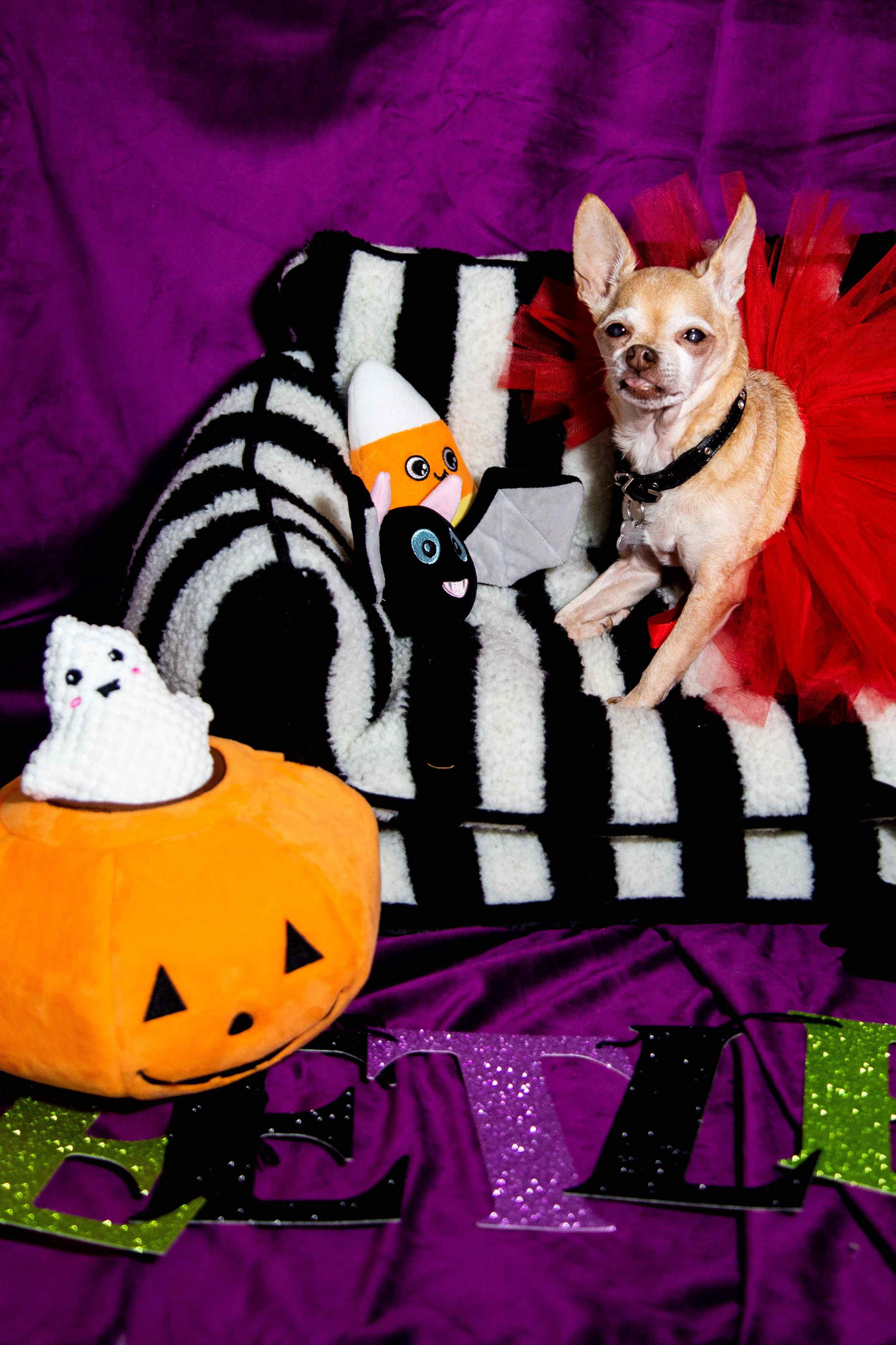 Halloween Jack O Lantern Hide and Seek Dog Toy with 4 Interactive Plush Toys
