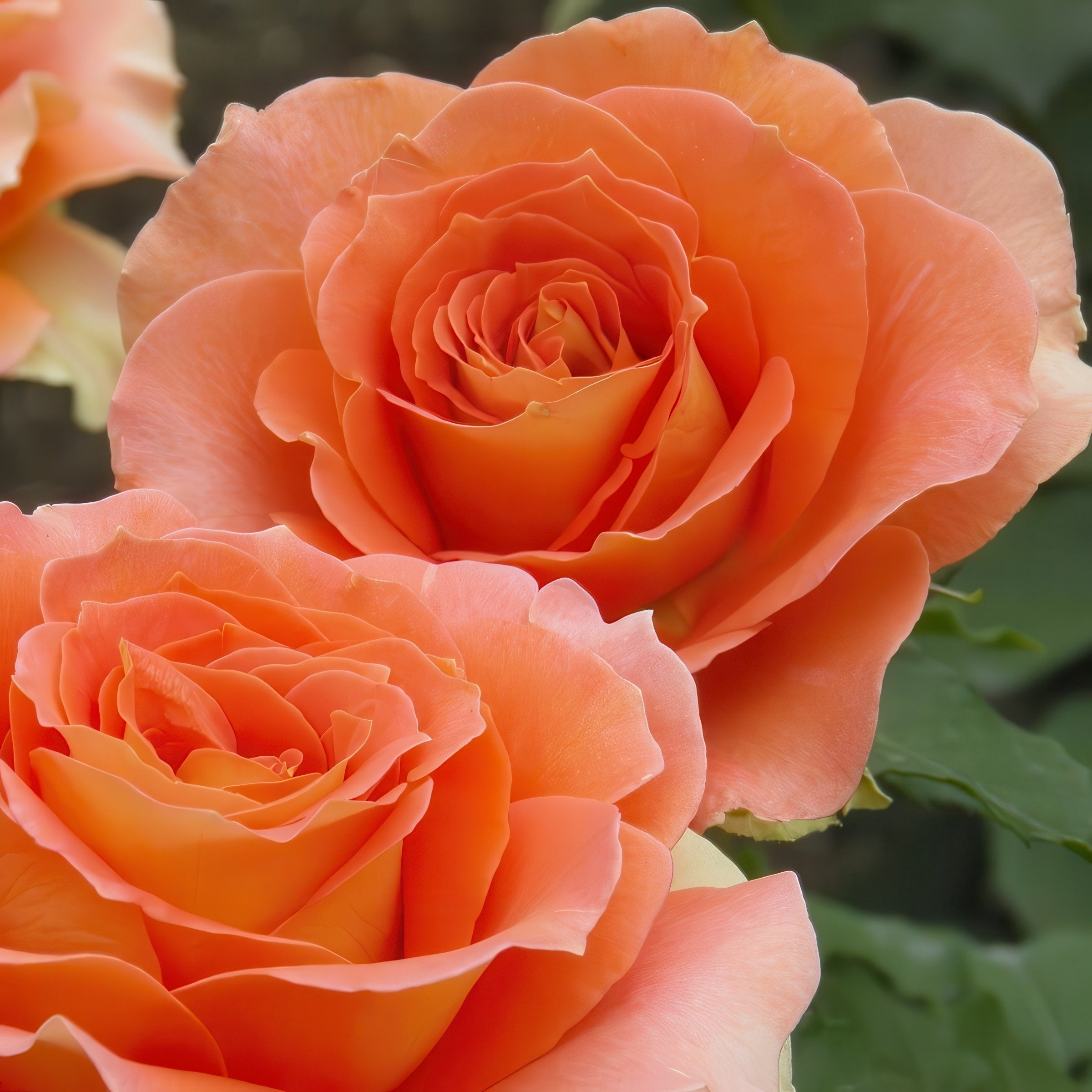 National Plant Network Bare Root Rose Maria Stern Hybrid Tea with Orange Flowers (5-Pack)