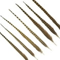 thumbnail image 4 of ZUCKER® 10 PC/PKG RINGNECK PHEASANT TAILS 20-24" - NATURAL, 4 of 5