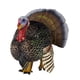 thumbnail image 1 of Safari Ltd Safari Farm Turquía (Hombre) Safari Ltd. 242929, 1 of 1
