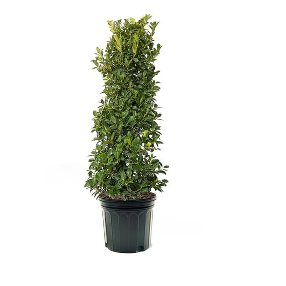 Expert Gardener 3-4 ft. tall Oakland Holly Live Tree in 7- Gallon Grower Pot