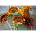 thumbnail image 2 of Autumn Beauty Sunflower Seeds for Planting | 50+ Seeds | Vibrant Fall Colors, Late Season Sunflowers | Stunning Fall Colors, 2 of 2