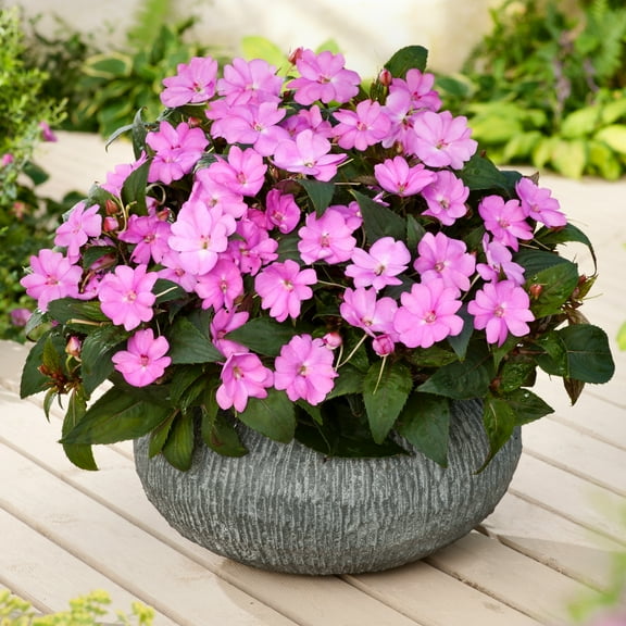 2.5in. Jumbo Splash Vigorous Lavender Impatiens Live Annual with Filtered Sun 3- piece