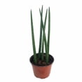 thumbnail image 3 of Bamboo Shoots Snake Plant - Sanseveria cylindrica - Impossible to kill! - 5" Pot, 3 of 3