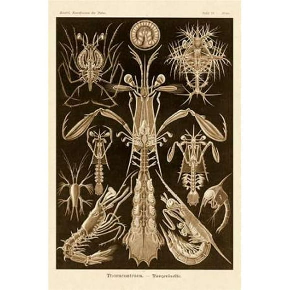 Haeckel Nature Illustrations - Crustacés de Thoracostraca - Sépia Teinte Affiche Imprimée par Ernst Haeckel&44; 24 x 36 - Grand