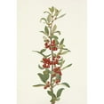 thumbnail image 2 of Mary Vaux Walcott 14x18 Black Ornate Wood Framed Double Matted Museum Art Print Titled - Canada Buffaloberry. Lepargyrea Canadensis (1925), 2 of 5
