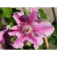 Clematis Carnaby Live Plant in a 4 Inch Growers Pot Clematis