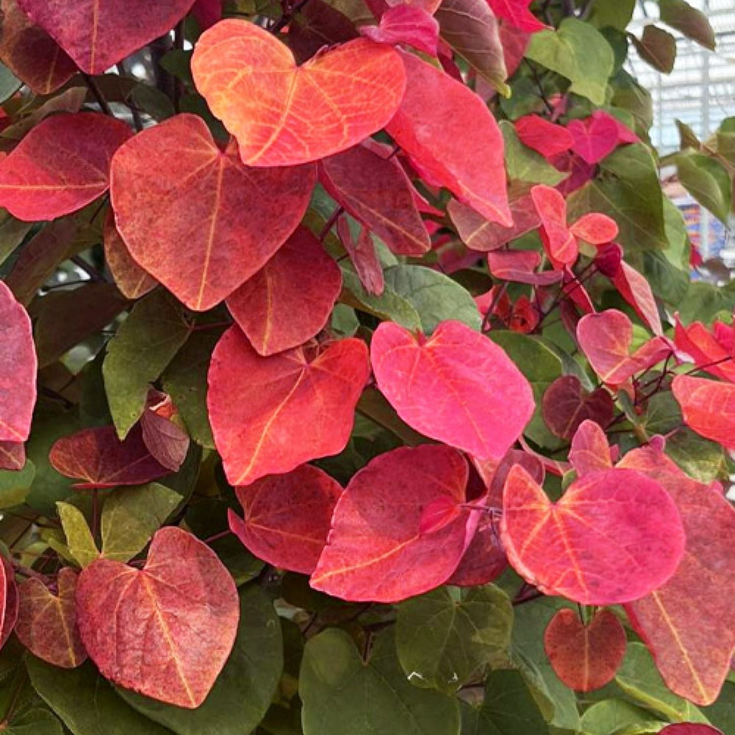 Expert Gardener 1-2' Redbud Hearts A’Fire® in 1 gal. Grower Pot