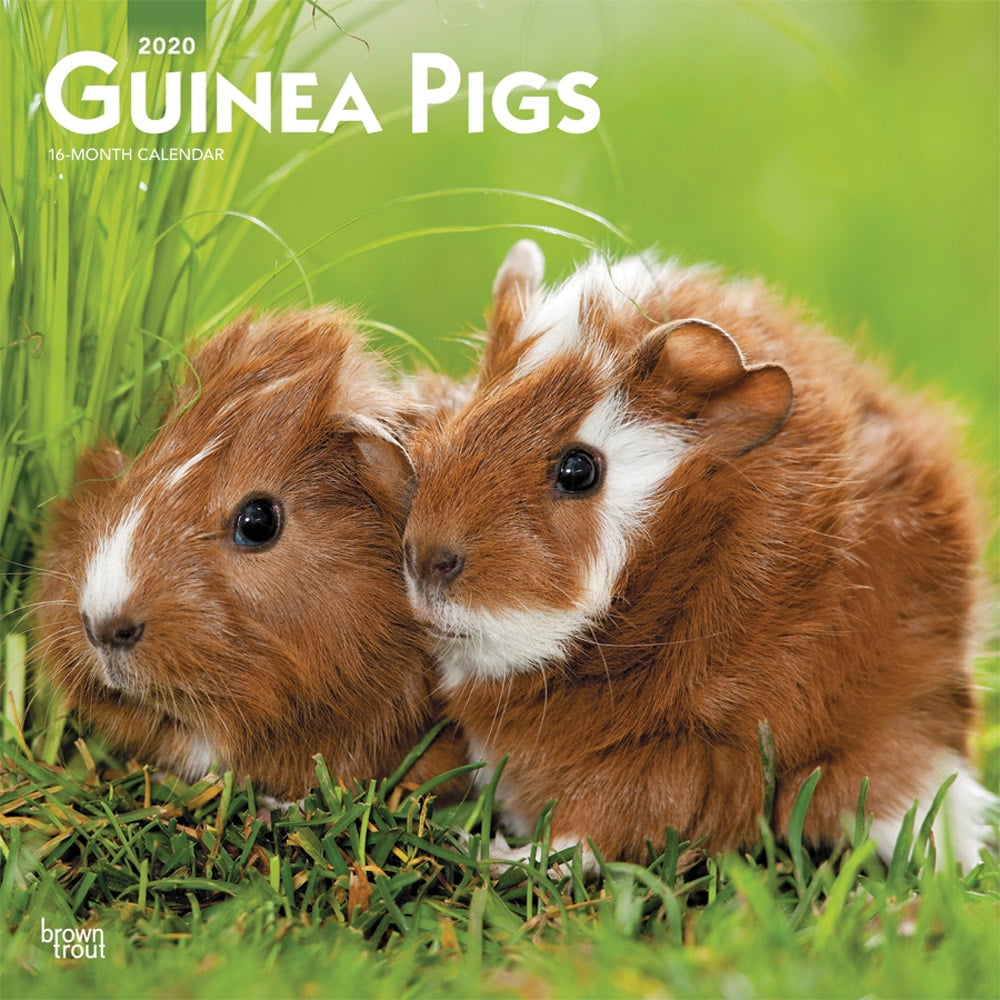 Guinea Pigs 2020 Square (Other)