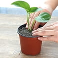 thumbnail image 4 of Plant Nursery Flowerpots 4-inch/6 IN Thick Soft Plastic Seedling Pots Seed Starting Pots Flower Plant Containers Are Suitable for Cutting and Transplanting Succulent Plant Seedlings with Plant Labels., 4 of 7