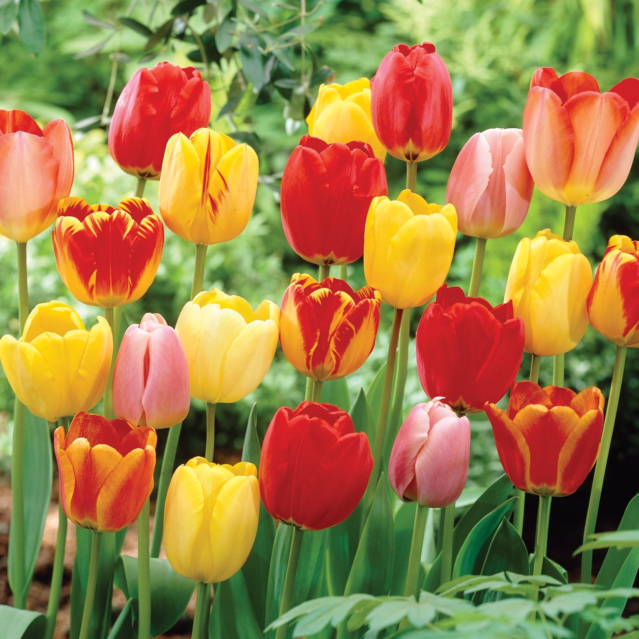 Van Zyverden Tulip Darwin Hybrid Mix Dormant Flower Bulbs, Full Sun; 6+hrs Multicolor