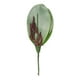 thumbnail image 5 of Hojas de orquídea Phalaenopsis Sincero 5 piezas 25 × 7 cm, 5 of 10