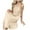 Beige, variant on Diufon Women's Nightgowns Casual Plus Size Sleeveless Pajama Dress Summer Loose Outdoor & Home Sleepwear