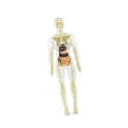 thumbnail image 1 of Fiocias Body Model Cognitive Toy Human Body Figure Skeleton Model Educational Science Kit Removable Organs Bones Interactive Assembly Function Suitable for Preschool Teaching Home Use style B, 1 of 8