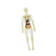 thumbnail image 1 of 19 piezas de modelo de estructura del cuerpo humano transparente, herramienta científica educativa, extraíble 3D estilo B, 1 of 9