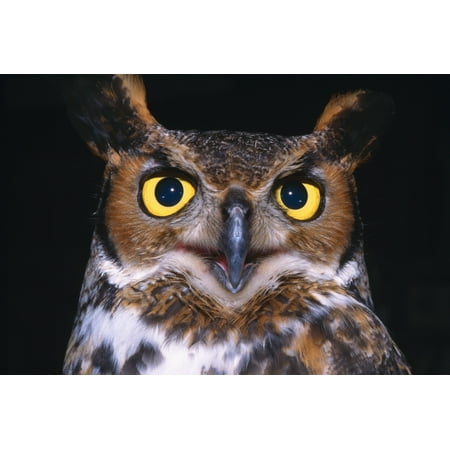 Owl Pic Art Portrait Of Great Horned Owl Canvas Art - Natural Selection David Spier Design Pics (18 x 12) ()