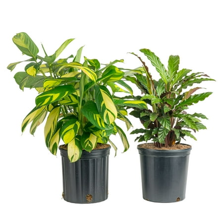 Costa Farms 26" Tall, Calathea Grower's Choice Medium Indirect Sunlight, Live House Plants, 2-Pk
