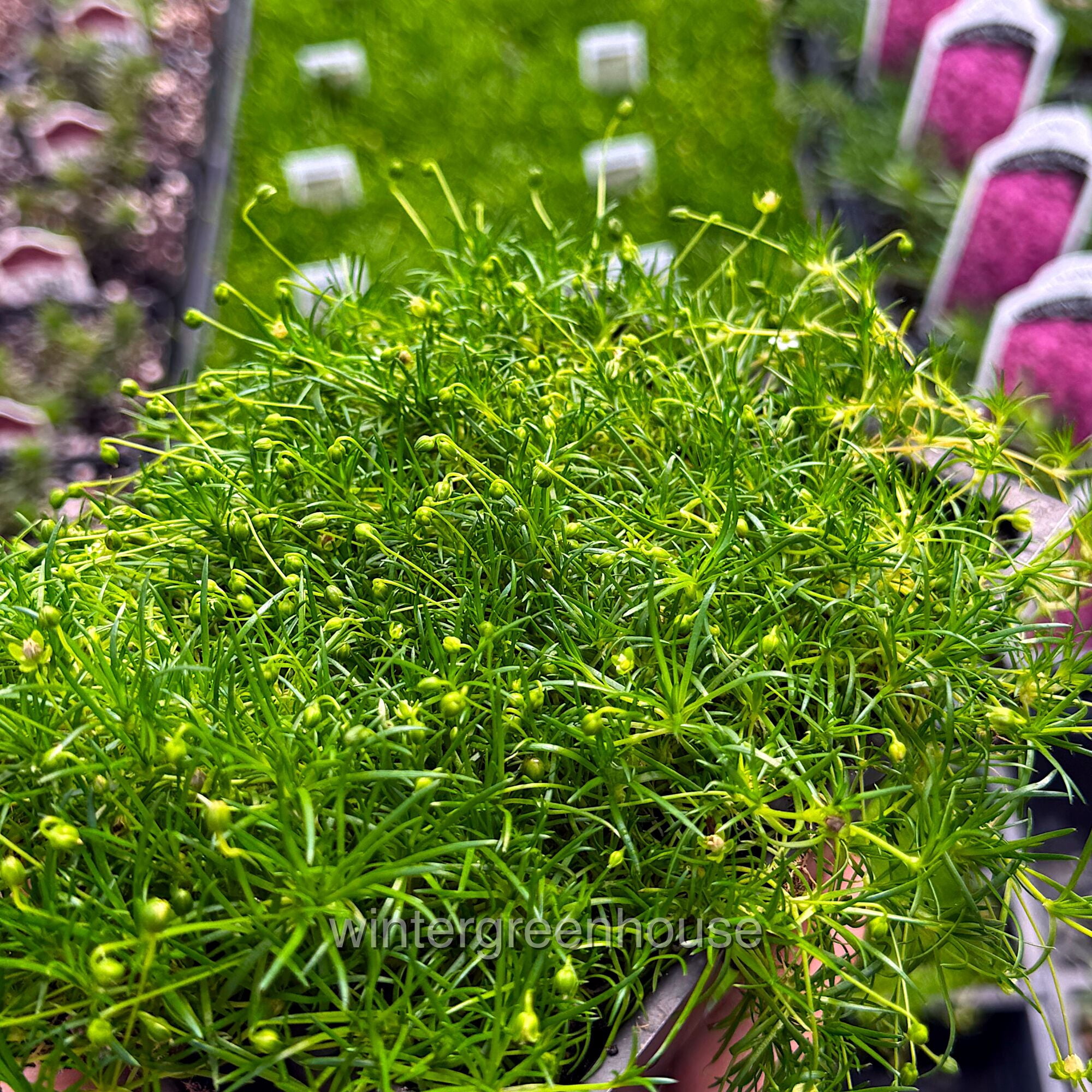 Sagina Subulata, Irish Moss Ground Cover - Pot Size: 4x 2.63x1.72x2.75" - Ground Cover Plants, Plant Collections