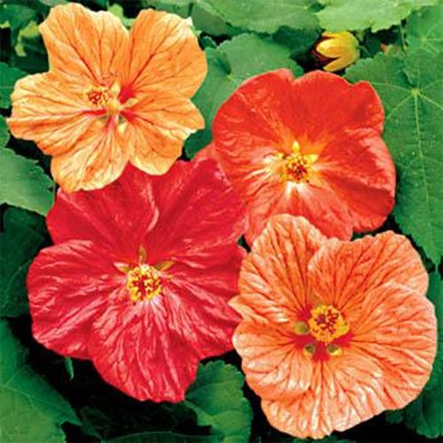 Outsidepride Abutilon Seeds Mix - 2000 Seeds