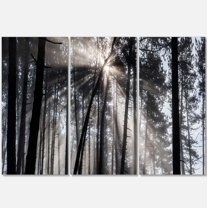 Designart 'Sunbeams through Black White Forest ' Forest Canvas Wall Art Print