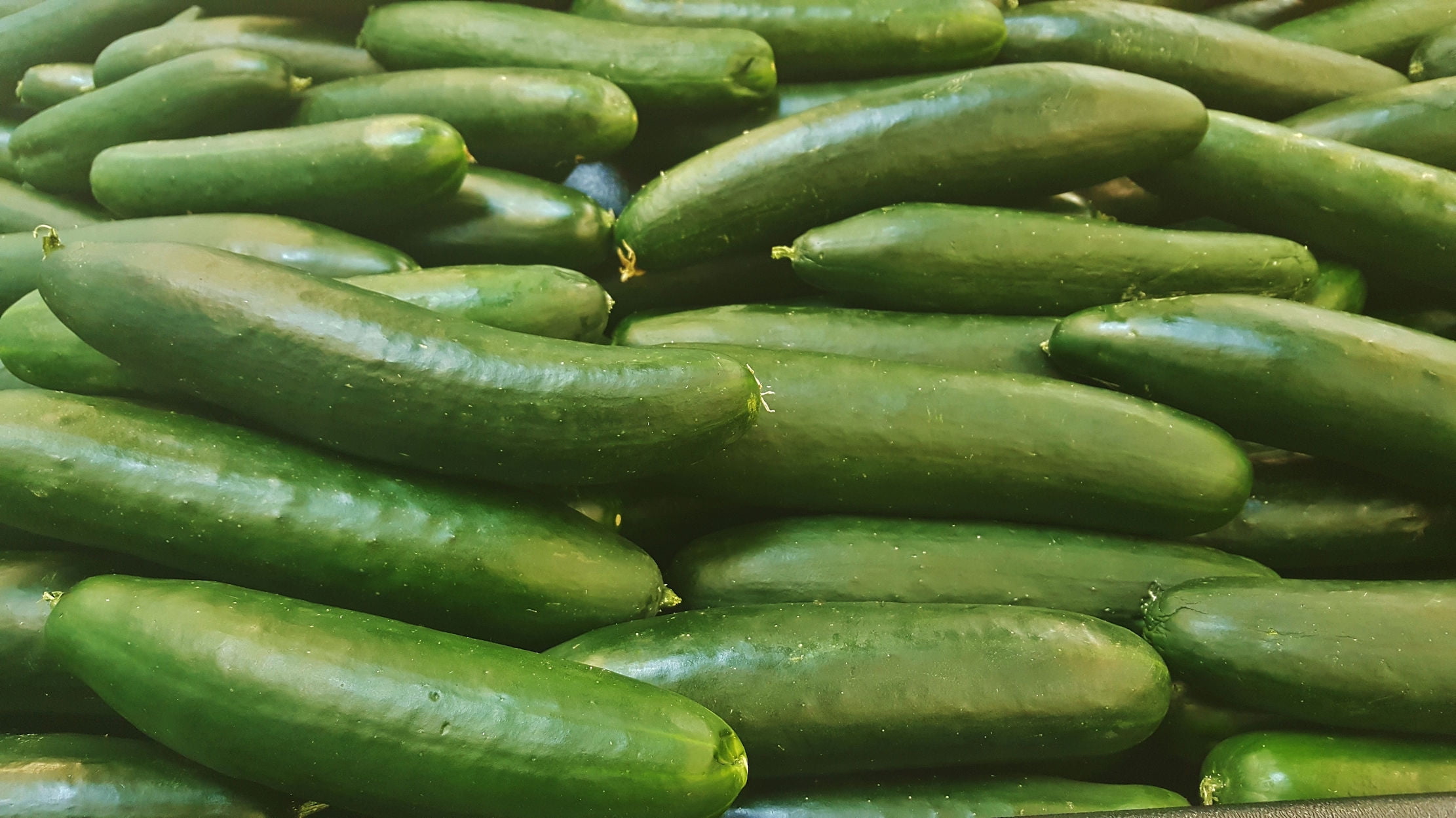 SEEDS = Cucumber Straight Eight 20 seeds Garden Heirloom Abundant